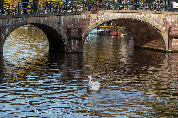 istock One white swan near the old bridge 626399722