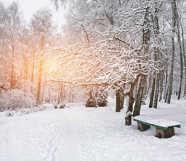 istock Park bench and trees covered by heavy snow 626399960