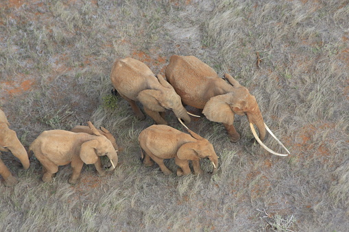 Aerial view - a large matriarch with long tusks leads her family across dry Africa grassland