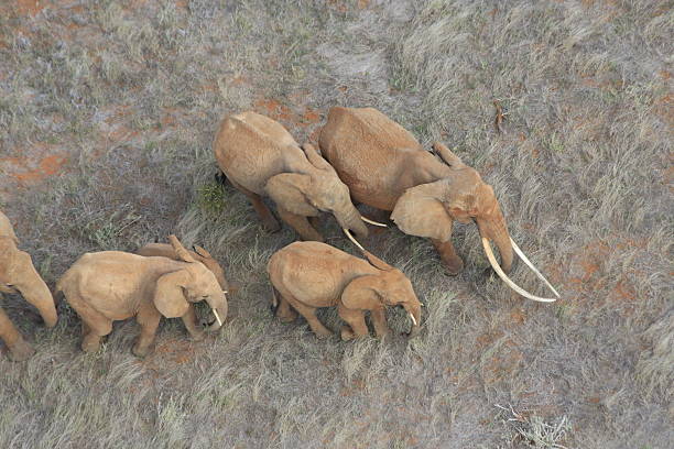 The Matriarch Elephant Aerial view - a large matriarch with long tusks leads her family across dry Africa grassland east africa stock pictures, royalty-free photos & images