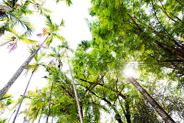 istock Low angle view of many palm trees 626400642