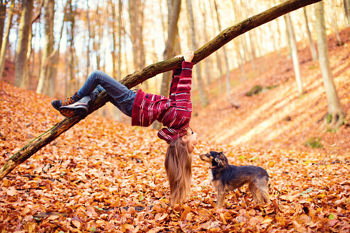 Little girl having fun with her dog in autumn forest. She hanging upside down holding with the hands and legs to a large branch of a tree and watch on her dog. She is very happy. Beautiful nature around them is covered with yellow autumn leaves. Girl are wearing colorful handmade sweater.