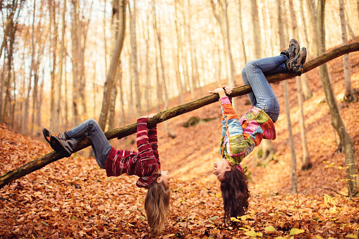 Mom and daughter having fun in autumn forest.They hanging upside down holding with the hands and legs to a large branch of a tree and watch each other. They are very happy. Beautiful nature around them is covered with yellow autumn leaves. Child and mother are wearing colorful handmade sweaters.