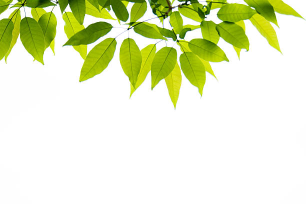foglie fresche solo su sfondo bianco - new life plant image saturated color foto e immagini stock