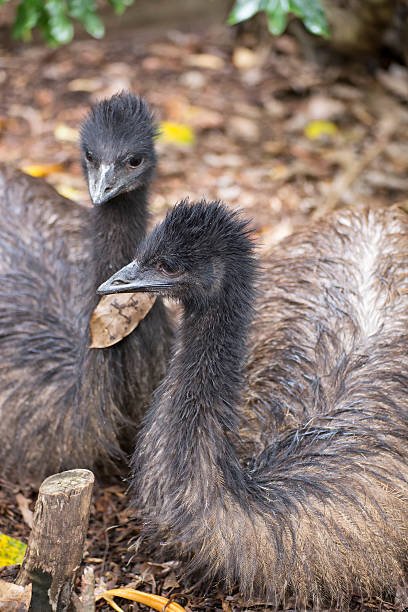 istock Young emus resting in the leaf litter 626402940