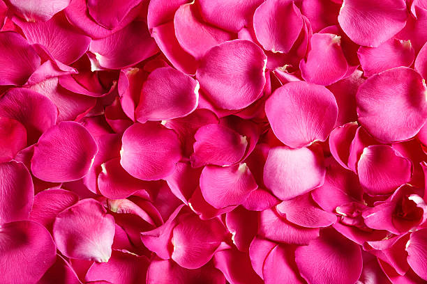 istock Rose petals, top view. Floral background. 626408528