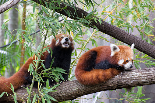 Red pandas in trees. These beautiful carnivores