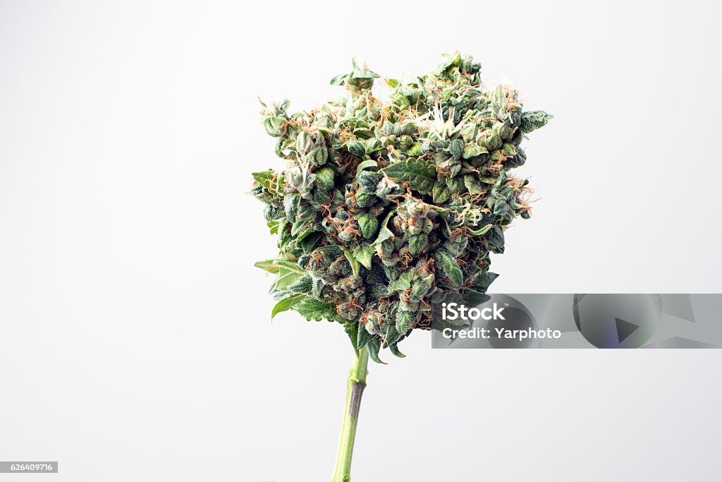marijuana médicale papilles - Photo de Plant de cannabis libre de droits