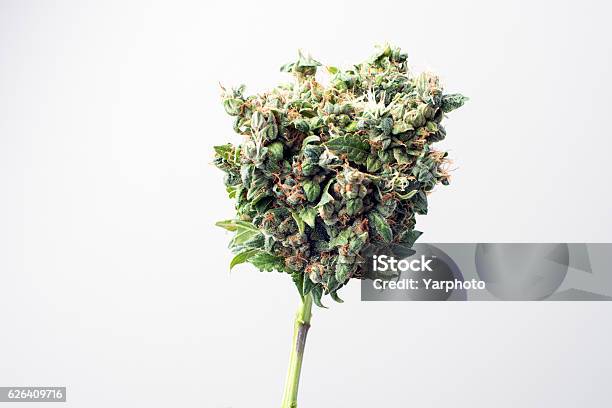 Photo libre de droit de Marijuana Médicale Papilles banque d'images et plus d'images libres de droit de Plant de cannabis - Plant de cannabis, Marijuana - Herbe de cannabis, Blanc