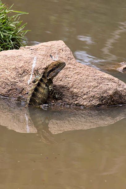 istock Eastern water dragon climbing onto rock 626410122