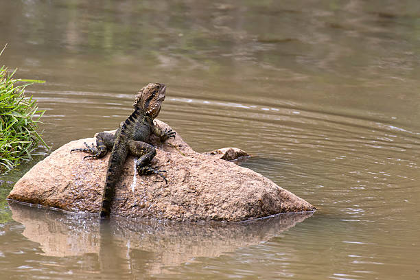 Eastern Water Dragon on rock in lake