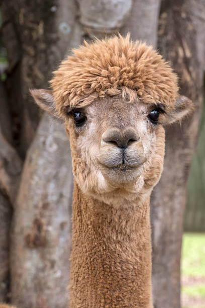 Portrait of alpaca stock photo