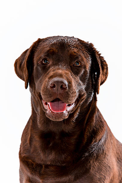 istock The brown labrador retriever on white 626412600