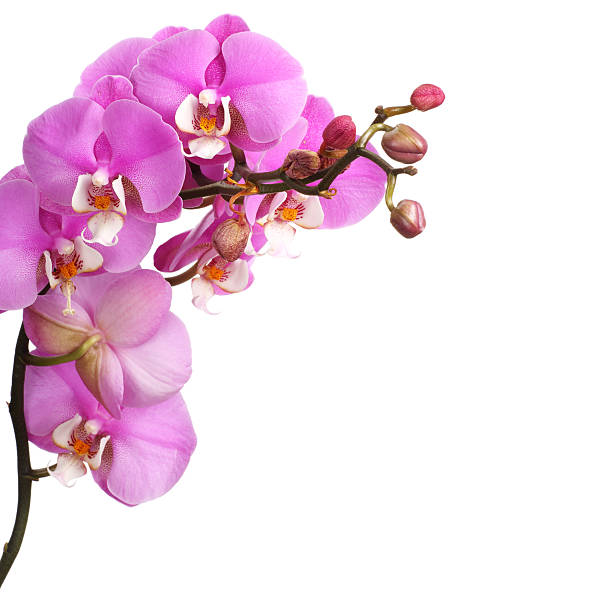 istock Pink streaked orchid flower 626412696