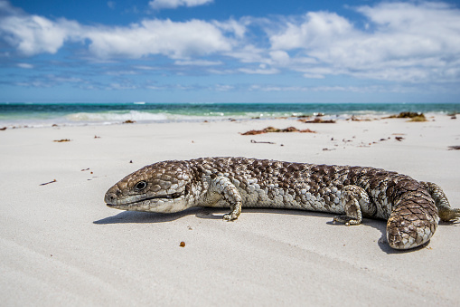 A Blue tongued lizard walks across Cervantes beach in Western Australia