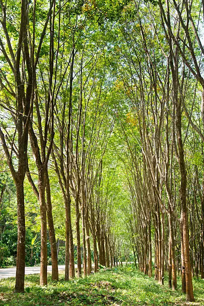 Forest, Rubber Tree, Season, Summer, Tree,Koh Lanta,Thailand