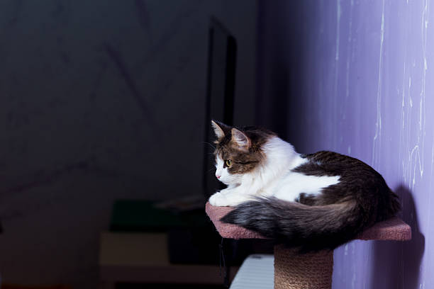 istock Beautiful purebred cat sitting on a purple background. 626421284