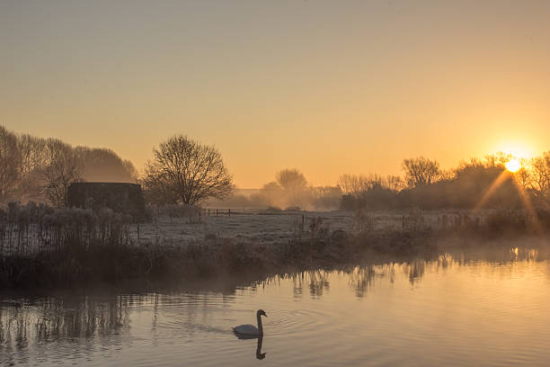 Sunrise Over the River Thames A winter cold frosty Sunrise Over the River Thames at Cheese Wharf, Oxfordshire swan at dawn stock pictures, royalty-free photos & images