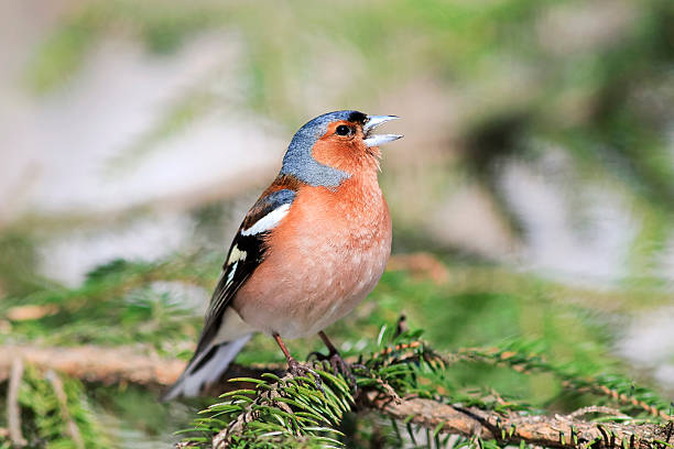 финч поет в лесу стоя - chaffinch стоковые фото и изображения