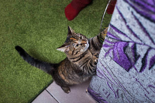 istock Beautiful, active cat climbs on the purple wall. 626422156
