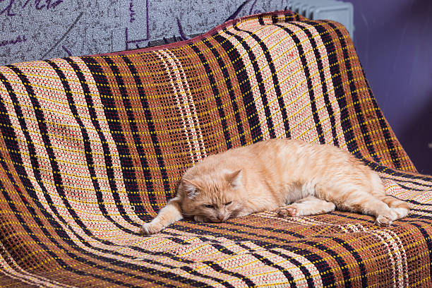 istock Beautiful beige cat sleeps on a brown couch. 626422624