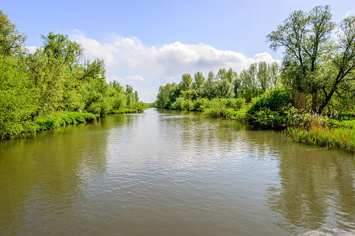 Landscape in the Netherlands with a wide creek in the Dutch national park De Biesbosch. The photo was taken during a boat trip on a sunny and cloudy day in the spring season.
