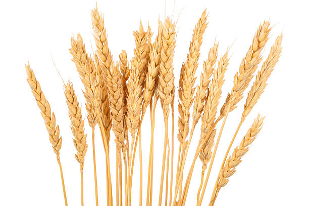 istock Ears of wheat 626425028