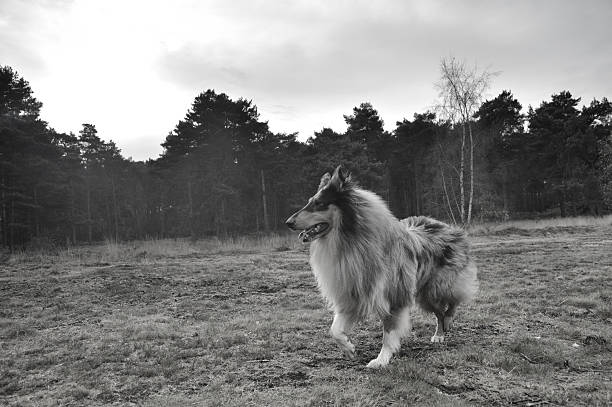istock Black and white image of collie dog in field 626425340