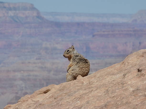 istock Squirrel enjoying the view of Grand Canyon 626425450