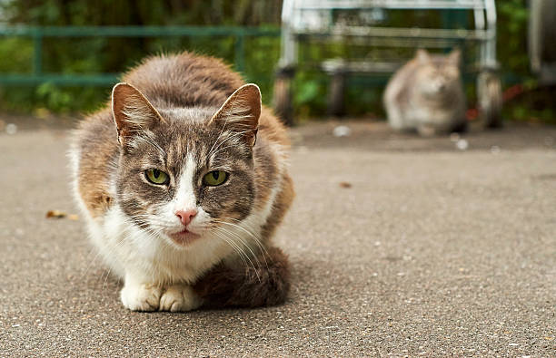 Homeless cats in the street Day shot of a two homeless cats sitting on the asphalt. stray cat stock pictures, royalty-free photos & images