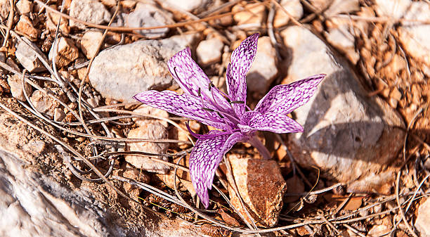 lirio moteado - motivation rock flower single flower fotografías e imágenes de stock
