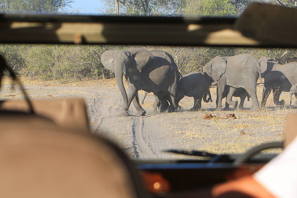 istock Herd of African elephants in Moremi, Okavango Delta, Botswana 626429702