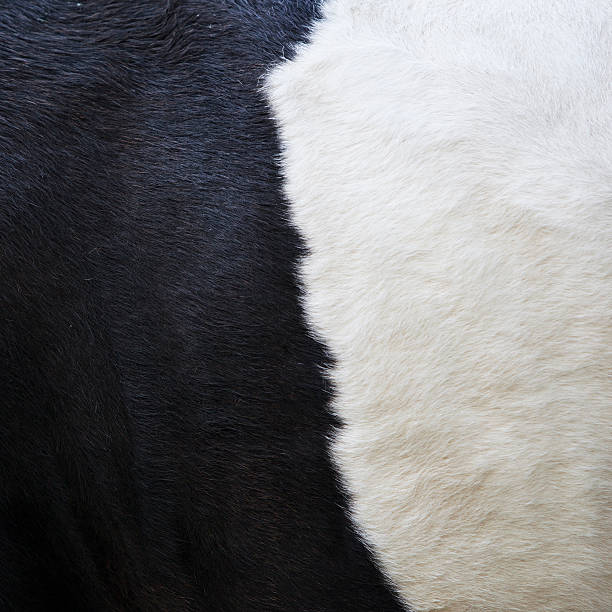 istock part of black and white hide on cow side 626434676