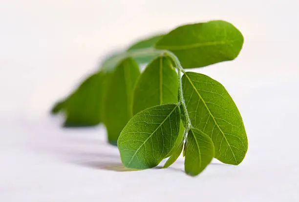 Moringa (Also known as Moringa oleifera Lam., MORINGACEAE, Futaba kom hammer, vegetable hum hum bug, Moringa bug Hoo) leaf isolated on wood background