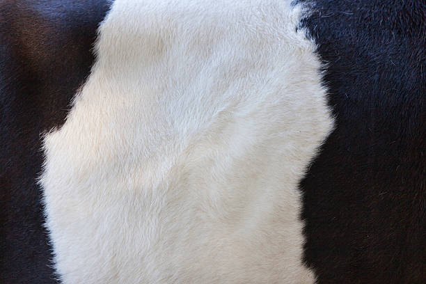 istock part of black and white hide on cow side 626434954