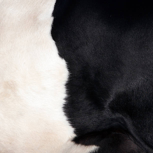 istock part of black and white hide on cow side 626434990