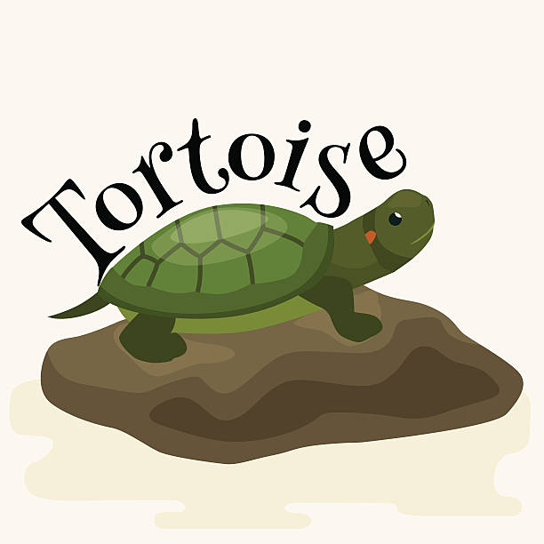 Tortoise Pet For Home Reptile Animal Vector Illustration Stock Illustration  - Download Image Now - iStock
