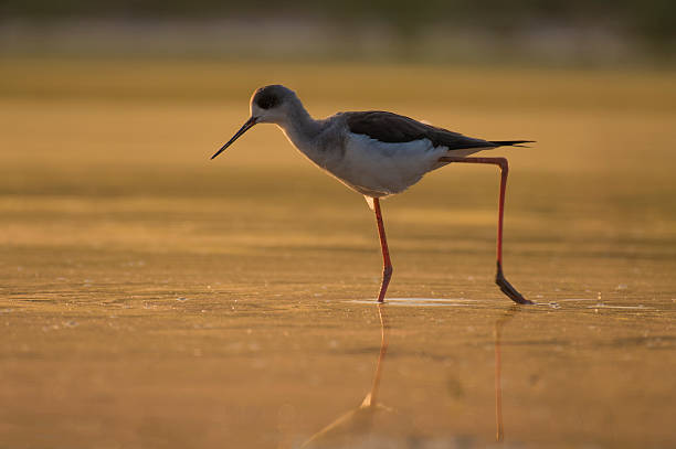 istock Black-winged Stilt, Pied Stilt (Himantopus himantopus) in water 626435648