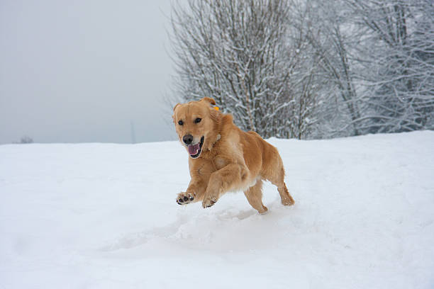 istock Golden Retriever Jumping In Snow 626438168