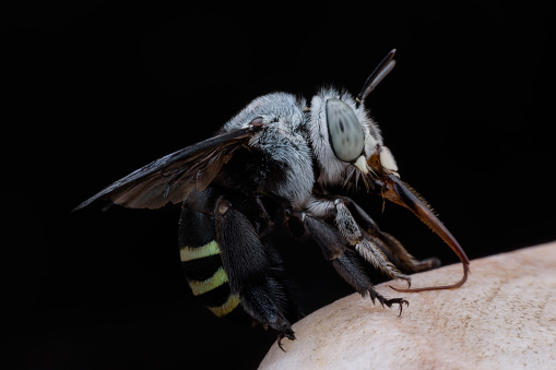 Megachilidae or Leafcutter bee.