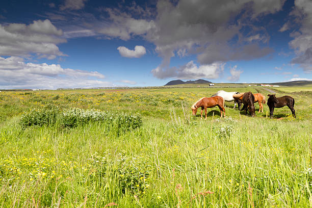 Icelandic horses stock photo