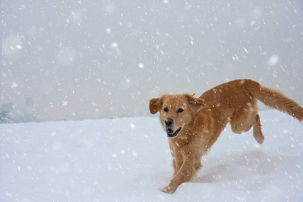 istock Snowfall And Golden Retriever 626439800