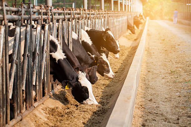 nahaufnahme von kühen in einem bauernhof mit sonnenlichtlicht - animals feeding stock-fotos und bilder