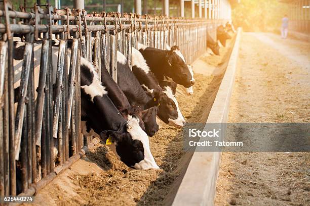 Close Up Of Cows In A Farm With Sunlightlight Stock Photo - Download Image Now - Cow, Feeding, Eating