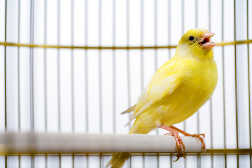 Pájaro canario cantando dentro de la jaula photo