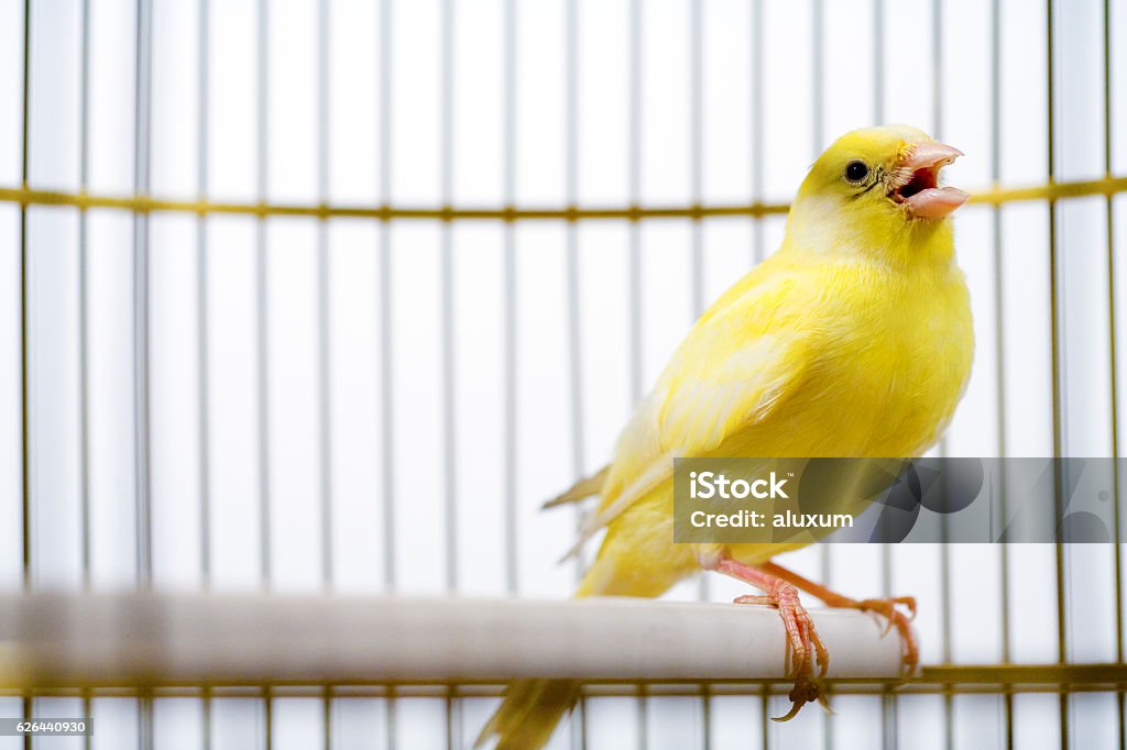 Canary Bird Singing Inside Cage Stock Photo - Download Image Now ...