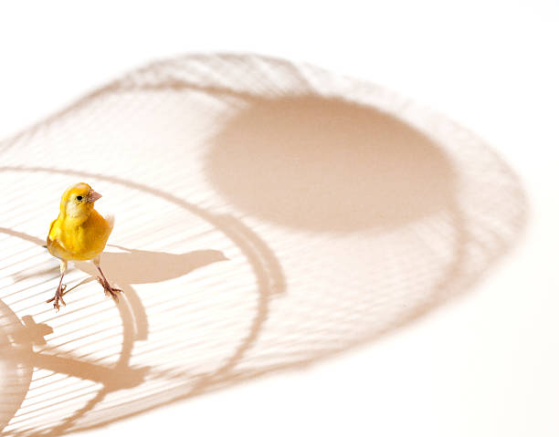 oiseau canari à l’extérieur de la cage - animaux en captivité photos et images de collection