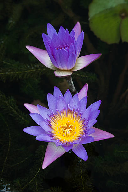 istock water-lily in the dark water 626442088