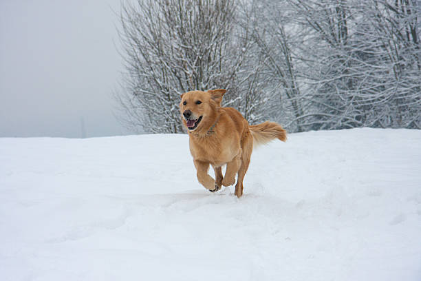 istock Golden Retriever In Snow 626442414