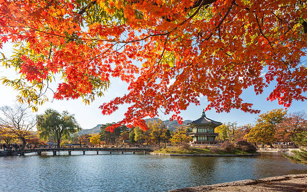 Maple trees with a lake  at gyeongbokgung palace Maple trees with a lake  at gyeongbokgung palace, Seoul, South Korea. korea autumn stock pictures, royalty-free photos & images